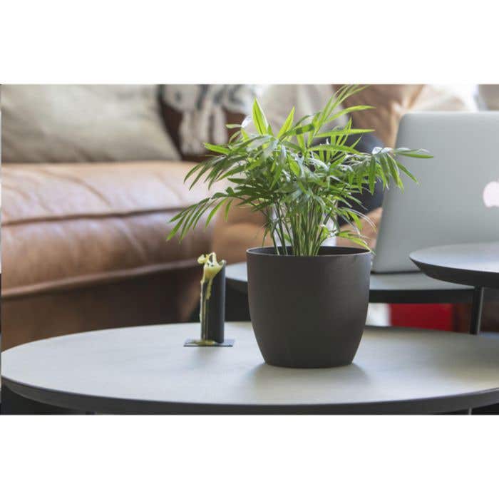 Coffee Flowerpot