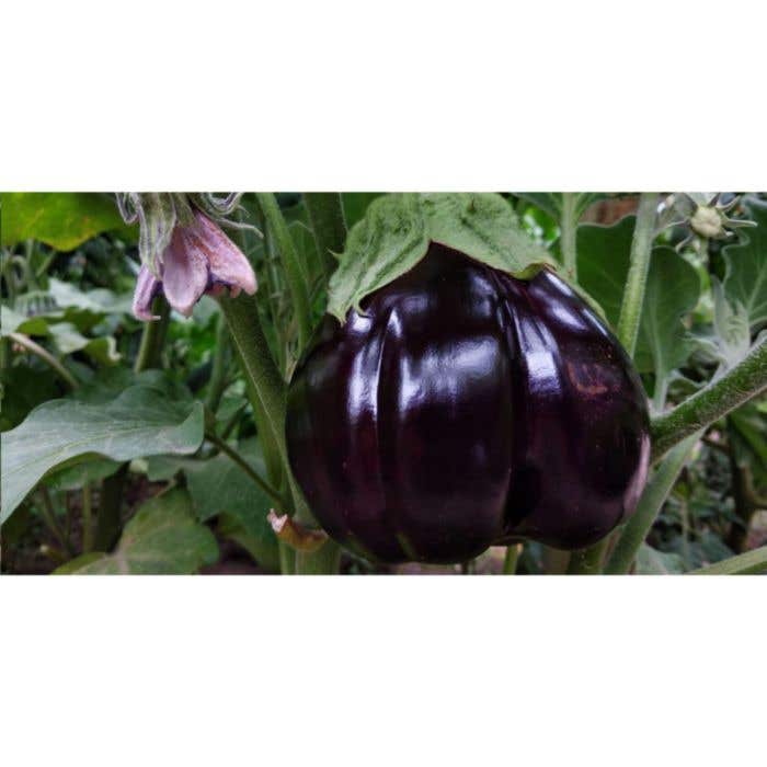 Sproutworld Unsharpened Pencil