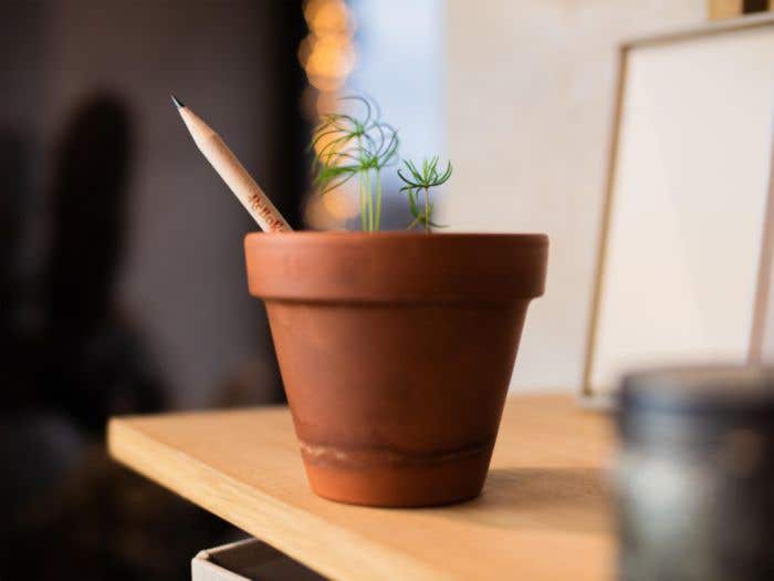 Sproutworld Set: Unsharpened Pencil and Header Card