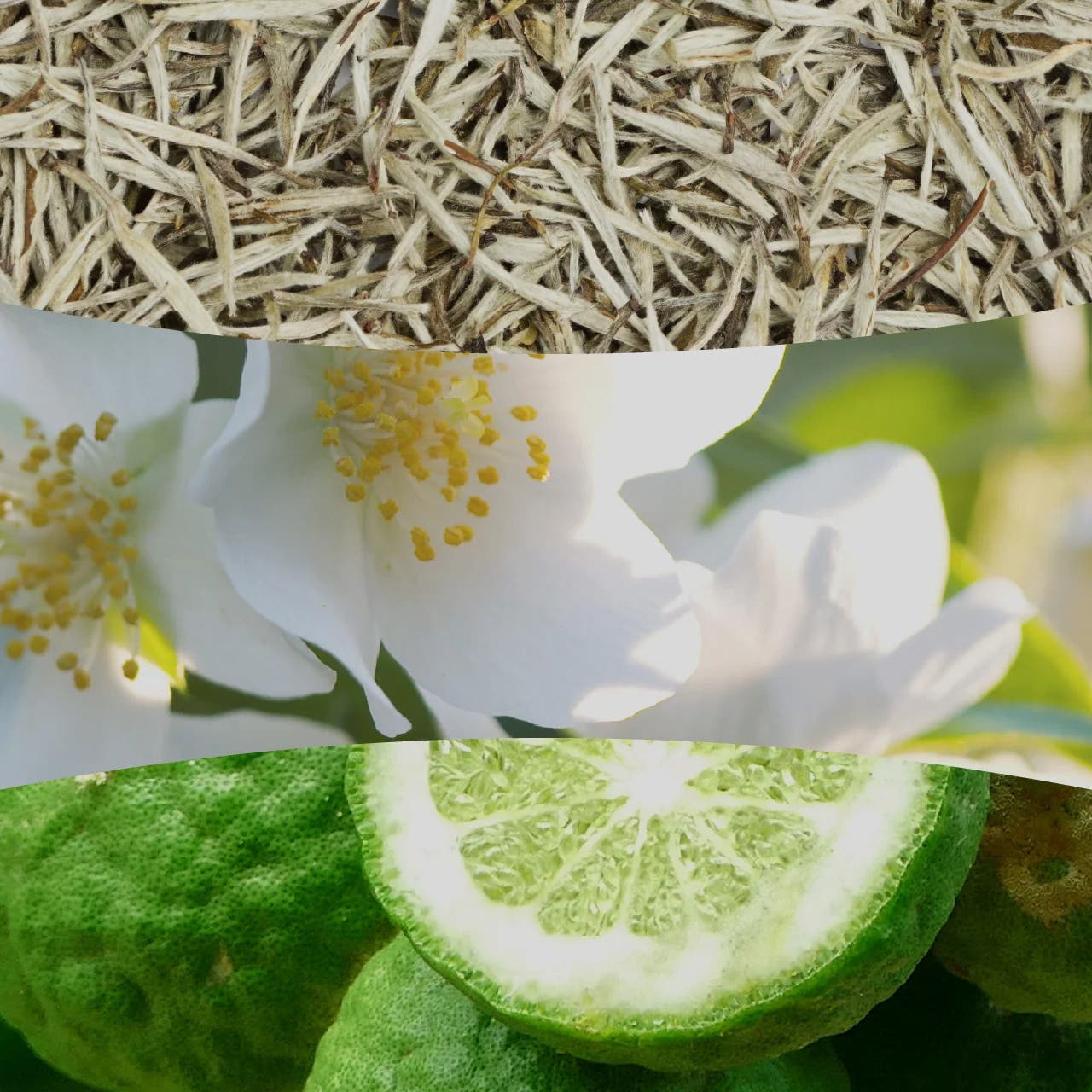 White_Tea_Jasmine